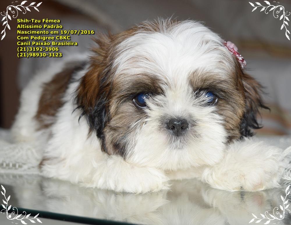 venda de cachorro da raça shih tzu